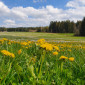 Impressionen zur Wald-Zeit